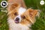Honey - Long Coat Chihuahua Carousel 7