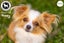Honey - Long Coat Chihuahua Carousel 1
