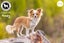 Honey - Long Coat Chihuahua Carousel 8