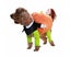 Funny Pumpkin Cosplay Pet Costume - Orange Carousel 1