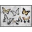 Butterflies Canvas Print Black Frame by Linens and More Carousel 1