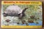 Brooke Bond picture card albums - wildlife related Carousel 5