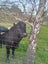 Bull limousine Carousel 6