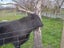 Bull limousine Carousel 5