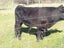 Bull limousine Carousel 3