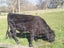 Bull limousine Carousel 4