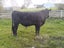 Bull limousine Carousel 7