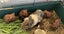 Guinea pig babies (2 male, 5 female) Carousel 2