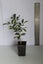 Murraya Paniculata - Orange Jasmine Carousel 4
