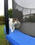 Beautiful DSH boy, Rupert Carousel 3