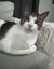 Beautiful DSH boy, Rupert Carousel 1
