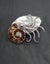 Ammonite fossil brooch Carousel 5