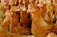 Brown Shaver Chickens Carousel 1