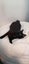 CAT RESCUE CHCH - Ready to Adopt - Sooty Carousel 2