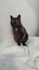 CAT RESCUE CHCH - Ready to Adopt - Sooty Carousel 9