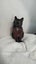 CAT RESCUE CHCH - Ready to Adopt - Sooty Carousel 10