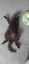 CAT RESCUE CHCH - Ready to Adopt - Sooty Carousel 11