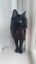CAT RESCUE CHCH - Ready to Adopt - Sooty Carousel 5