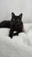 CAT RESCUE CHCH - Ready to Adopt - Sooty Carousel 8