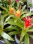 BROMELIAD Carousel 1
