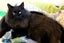 Found - Black DLH Male Cat Carousel 1