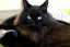 Found - Black DLH Male Cat Carousel 2