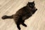 Found - Black DLH Male Cat Carousel 3