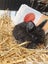 Angora cross Jersey Woolys Bunnies Carousel 1