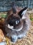 Angora cross Jersey Woolys Bunnies Carousel 5