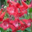 Penstemon King George bright cheery red trumpet shaped flowers perennial Carousel 1