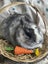 **Trained Netherland Dwarf Bunny Rabbits & Care Package** Carousel 17