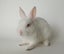 Gorgeous rabbits for sale, Jersey Wooly, Netherland Dwarf, pick up Helensville Carousel 3