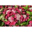 Hydrangea 4.5L(MULTI COLOUR available - blue waves/snowball/ bridal bouquet etc) Carousel 6