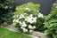 Hydrangea 4.5L(MULTI COLOUR available - blue waves/snowball/ bridal bouquet etc) Carousel 5