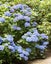 Hydrangea 4.5L(MULTI COLOUR available - blue waves/snowball/ bridal bouquet etc) Carousel 7