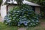 Hydrangea 4.5L(MULTI COLOUR available - blue waves/snowball/ bridal bouquet etc) Carousel 4