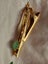 Vintage 14ct Gold Jadeite Tie Clip Jewellery $1 Reserve Carousel 4