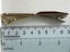 Vintage Money lapel or Tie Clips inlaid lucite laminate parquetry mid-century Carousel 6