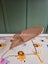 Babybounce Bouncinette - Peachy Pink (as new) Carousel 2
