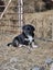 Golden Retreiever X puppies Carousel 1