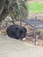 Golden Retreiever X puppies Carousel 5