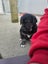 Golden Retreiever X puppies Carousel 7