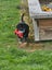 Golden Retreiever X puppies Carousel 9