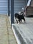 Golden Retreiever X puppies Carousel 3