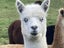 Alpacas Carousel 3