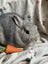 **Trained Netherland Dwarf Bunny Rabbits & Care Package** Carousel 19