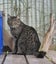 Tigger - CCCR Carousel 3