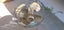 antique electric fan Carousel 1