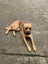 Friendly Faithful Fun Female Puppy (Desexed) Carousel 1