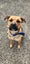 Friendly Faithful Fun Female Puppy (Desexed) Carousel 2